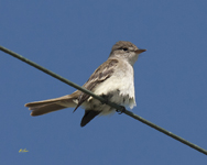 Western Wood Pewee